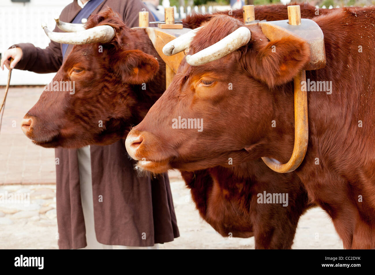 Pair of oxen in a wooden yoke for pulling cart or machinery Stock Photo