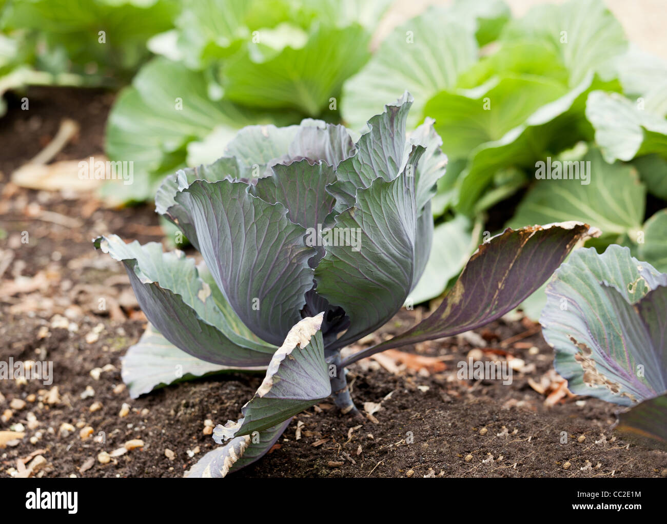 Single cabbage growing in kitchen garden Stock Photo