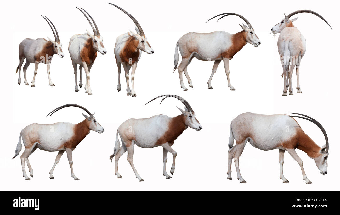 Scimitar Oryx Stock Photo