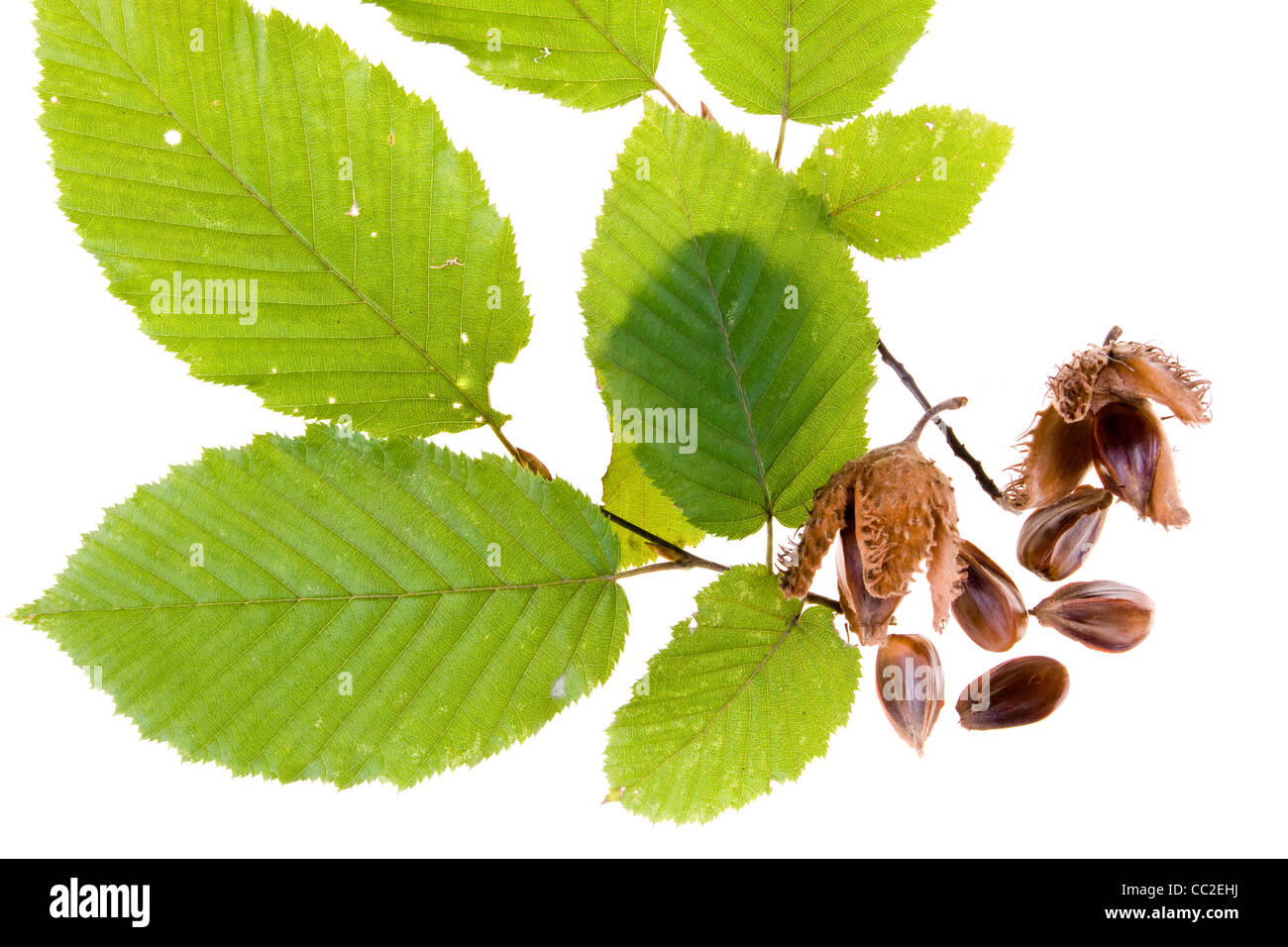 Beech nuts and leaves on white background Stock Photo