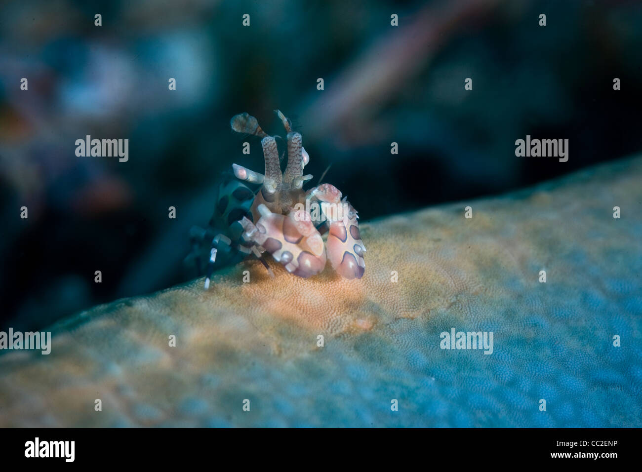 A tiny Harlequin shrimp (Hymenocera elegans) sits on top of a blue seastar (Linkia laevigata) which it will feed on. Stock Photo