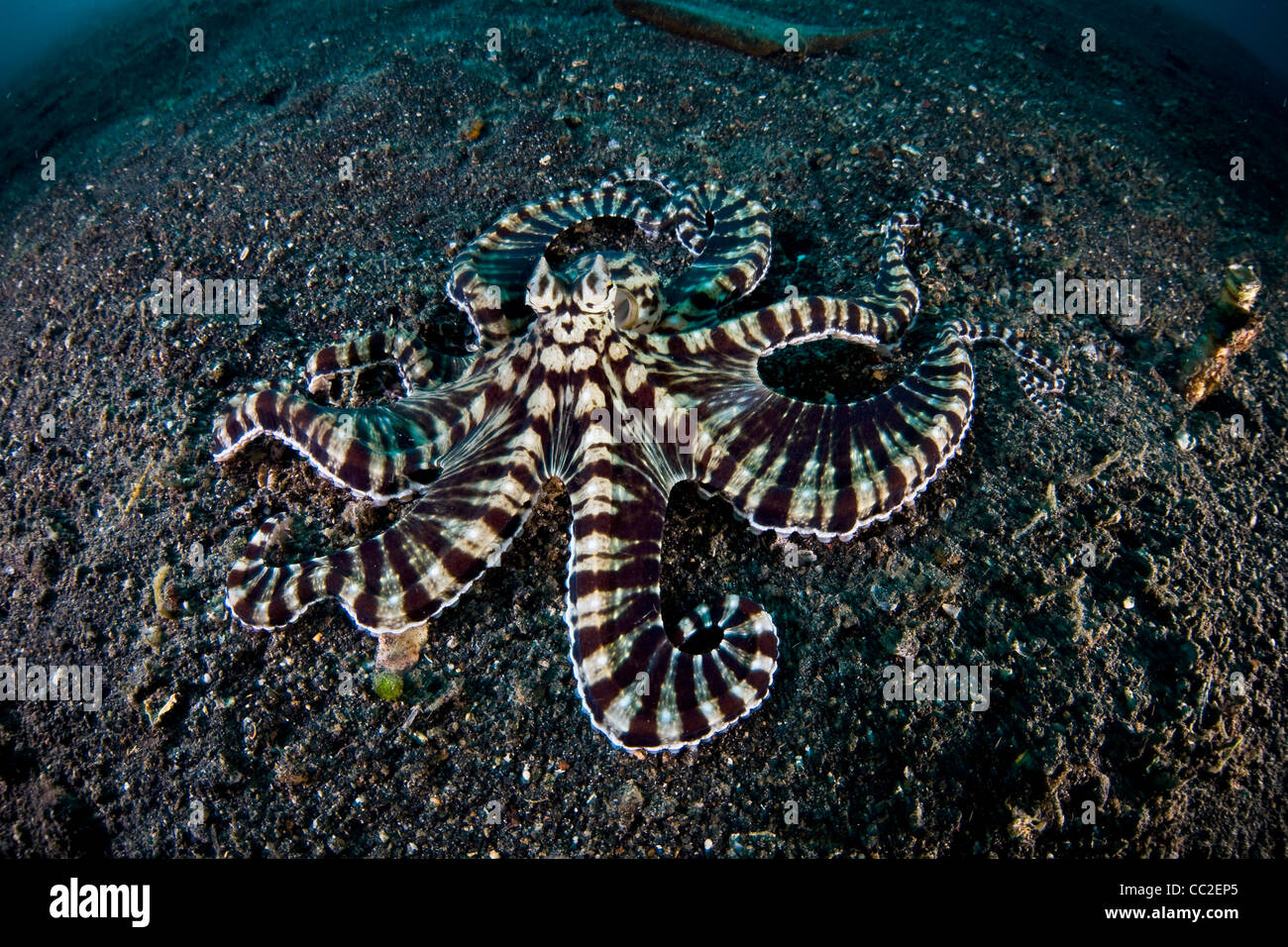 A Mimic octopus (Thaumoctopus mimicus) crawls across dark, volcanic