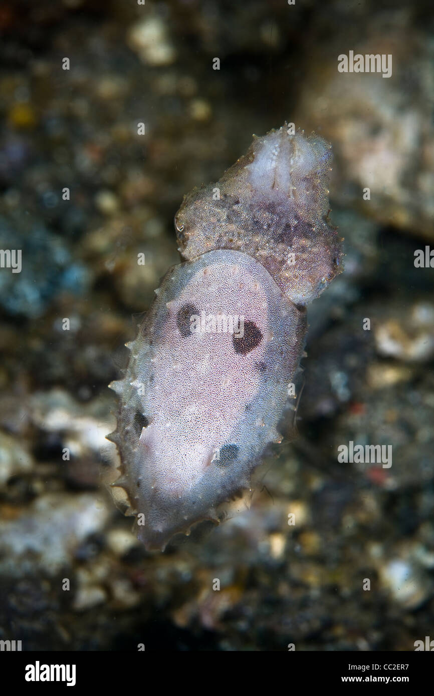 A baby cuttlefish (Sepia sp.), just two centimeters long, uses its chromatophores to blend into its coral reef surroundings. Stock Photo