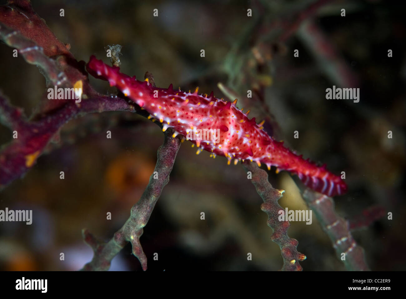 A Rosy spindle cowrie (Phenacovolva rosea) clings to the branches of a gorgonian on a diverse coral reef. Stock Photo