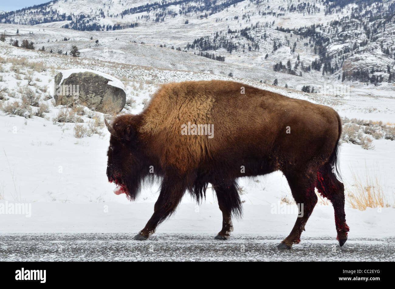 A wounded bison walking in snow. Yellowstone National Park, Montana ...