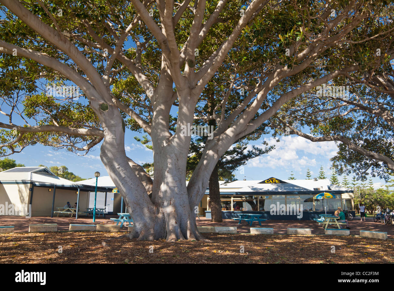 Large Moreton Bay Fig tree provides shade along the Busselton foreshore