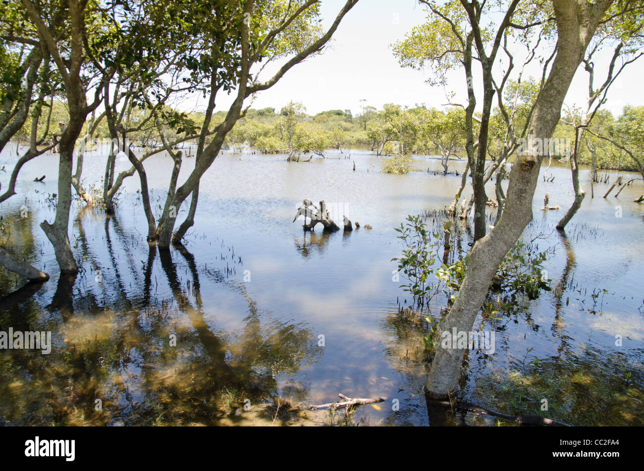 Australian mangrove ecosystem hi-res stock photography and images - Alamy