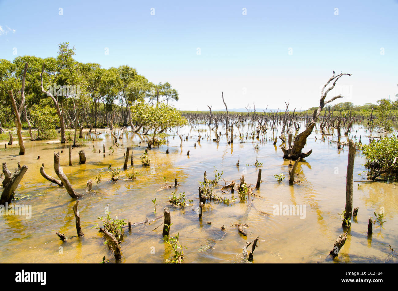Mangrove swamp Avicennia marina Stock Photo