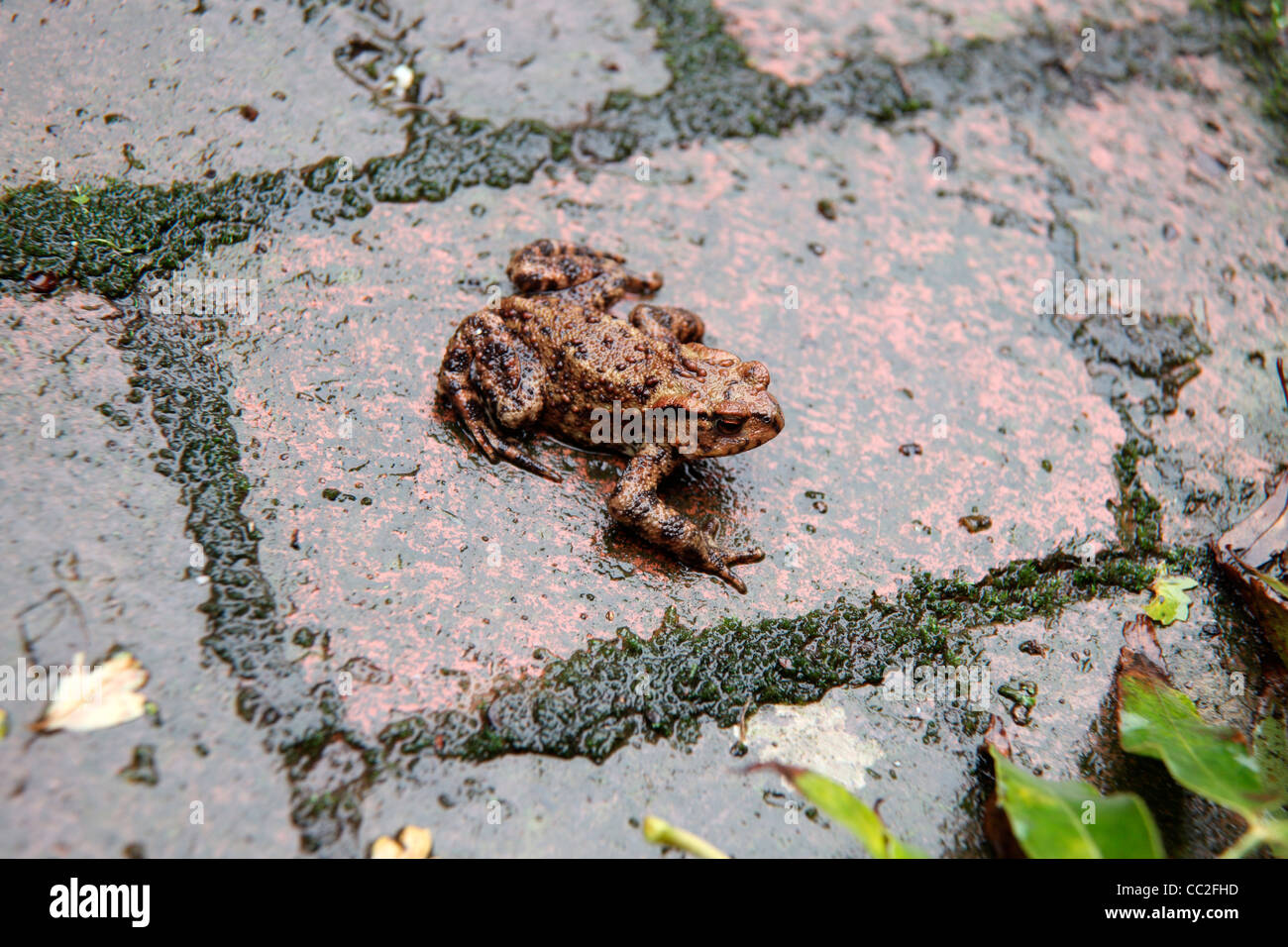 Bufo bufo - Common Toad on a wet autumn morning Stock Photo