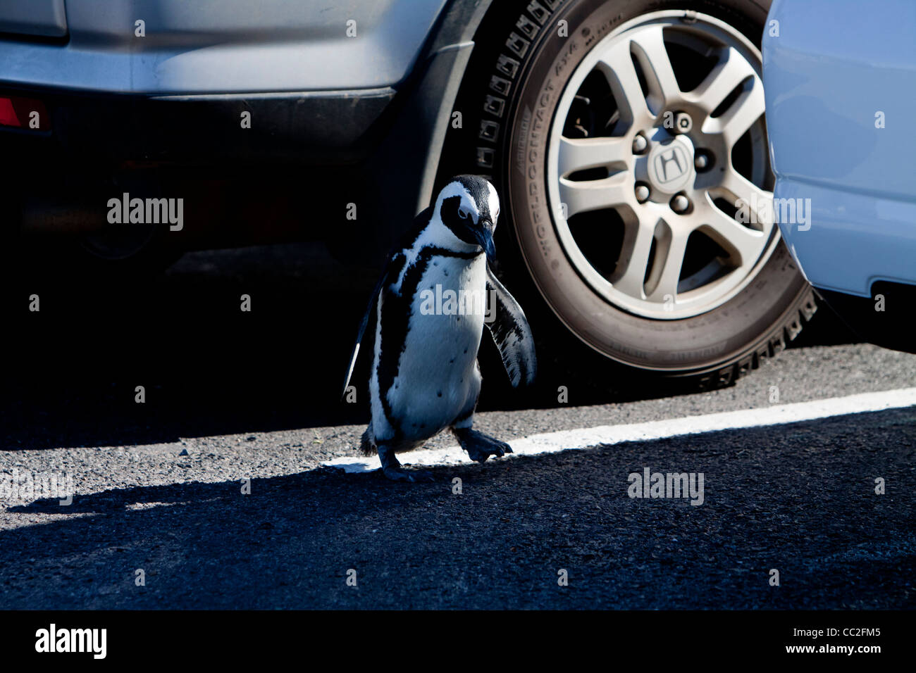 An african Penguin exploring a Car Park Stock Photo