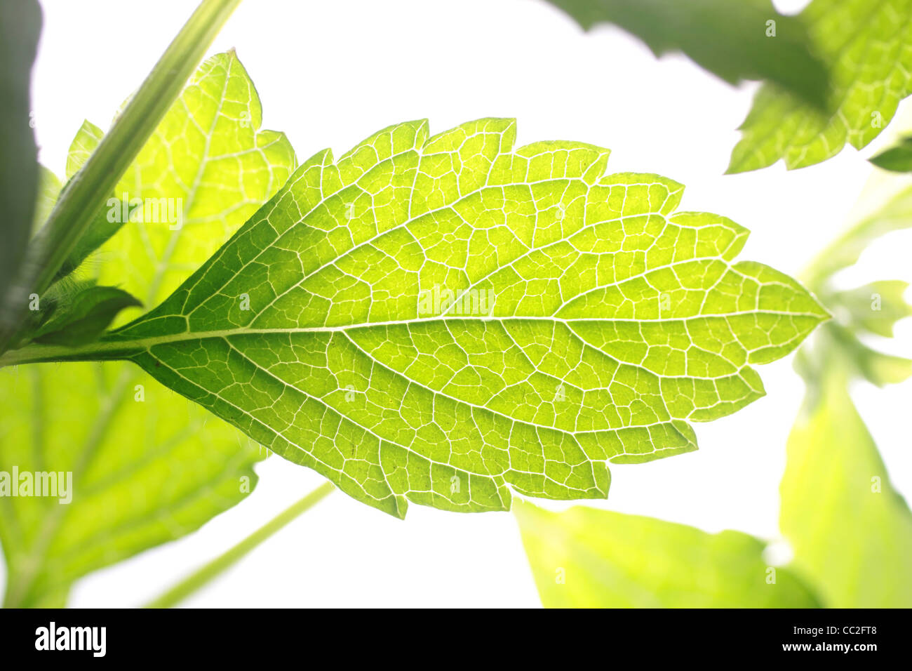 Close-up of a leaf of green spearmint Stock Photo