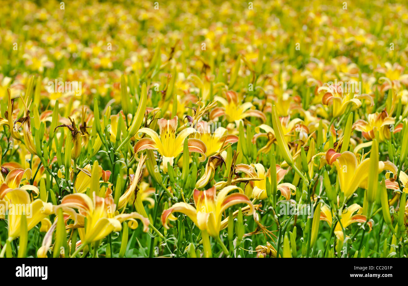 Yellow & Orange Lily Field Stock Photo