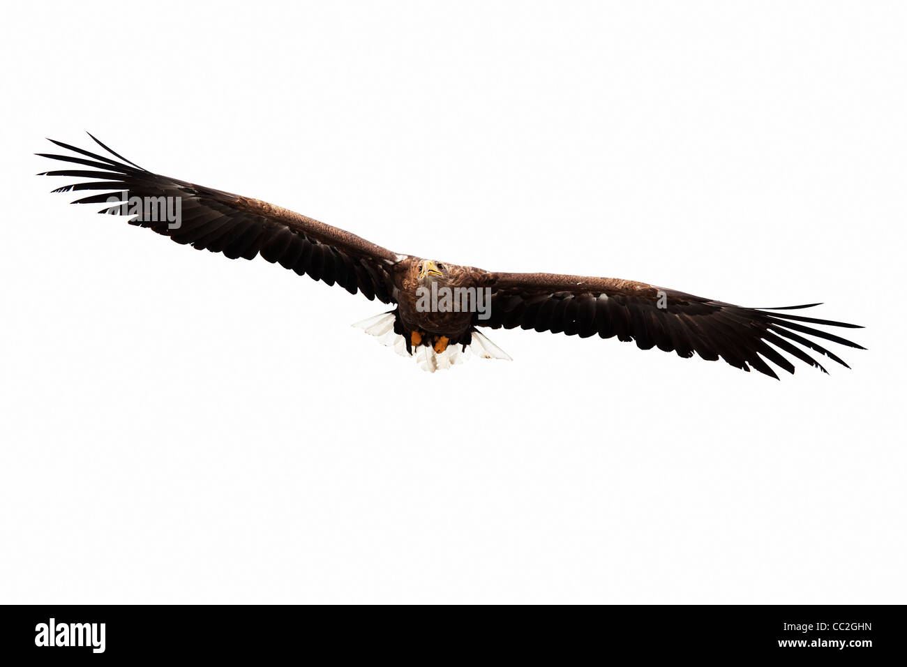 flying golden eagle on white background Stock Photo