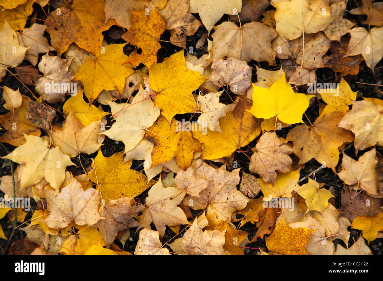 Colourful maple leaves hi-res stock photography and images - Alamy