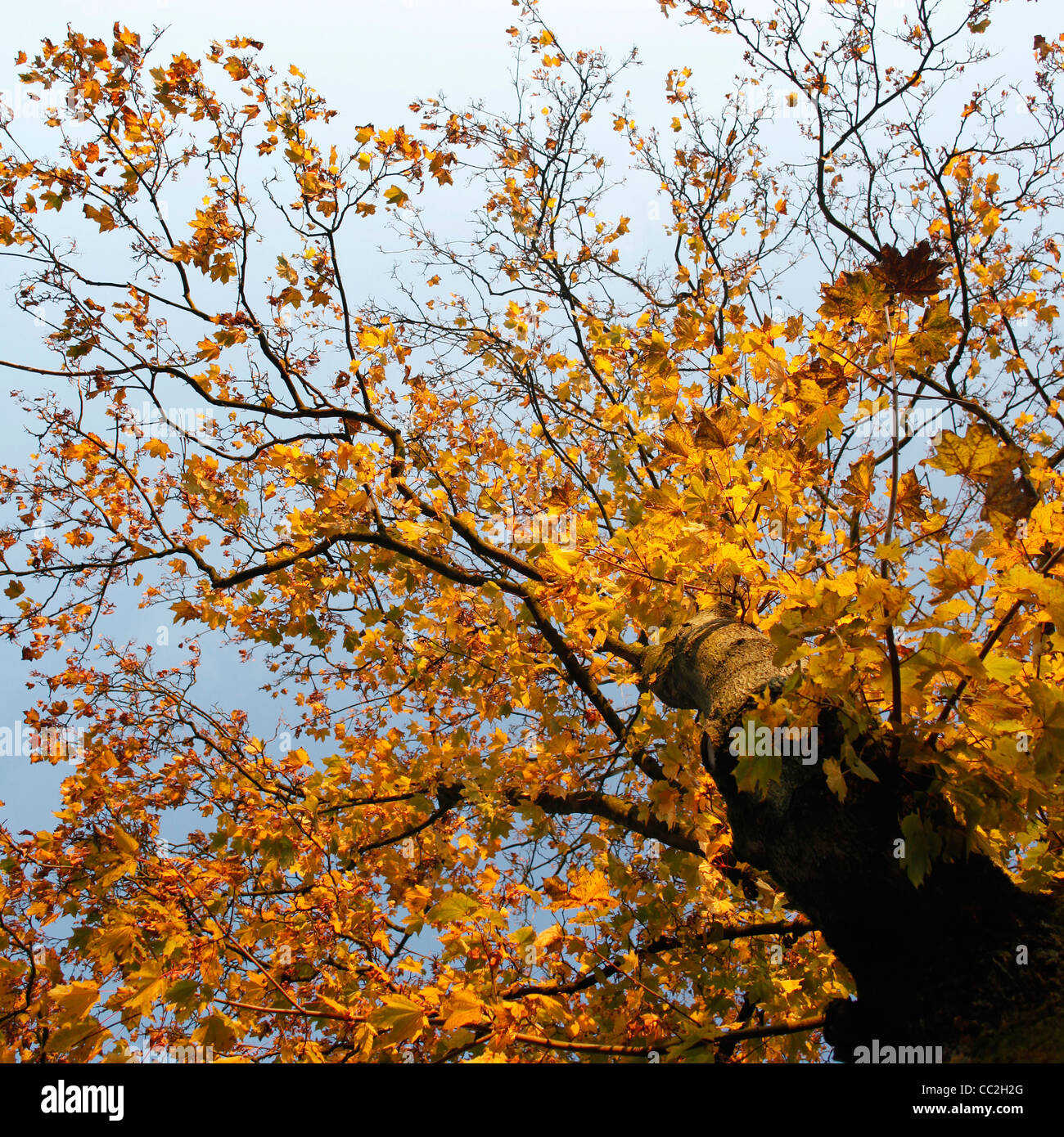 Maple tree with yellow autumn leaves and blue sky Stock Photo - Alamy