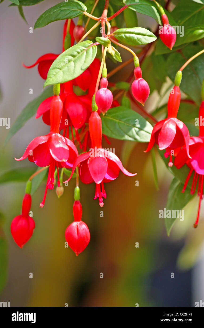 Red Hanging Flowers High Resolution Stock Photography and Images - Alamy