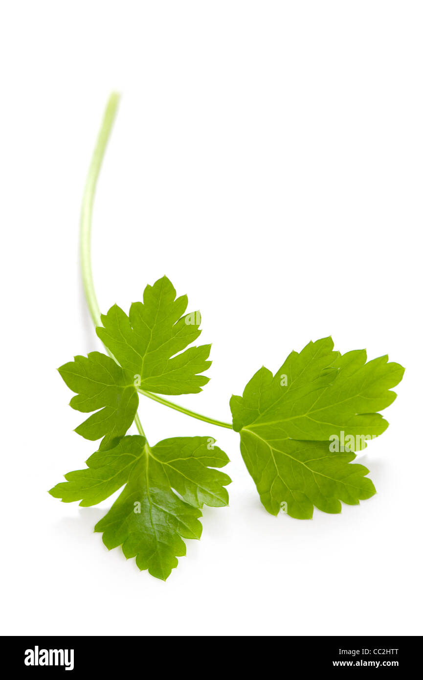 Flat leaf parsley hires stock photography and images Alamy