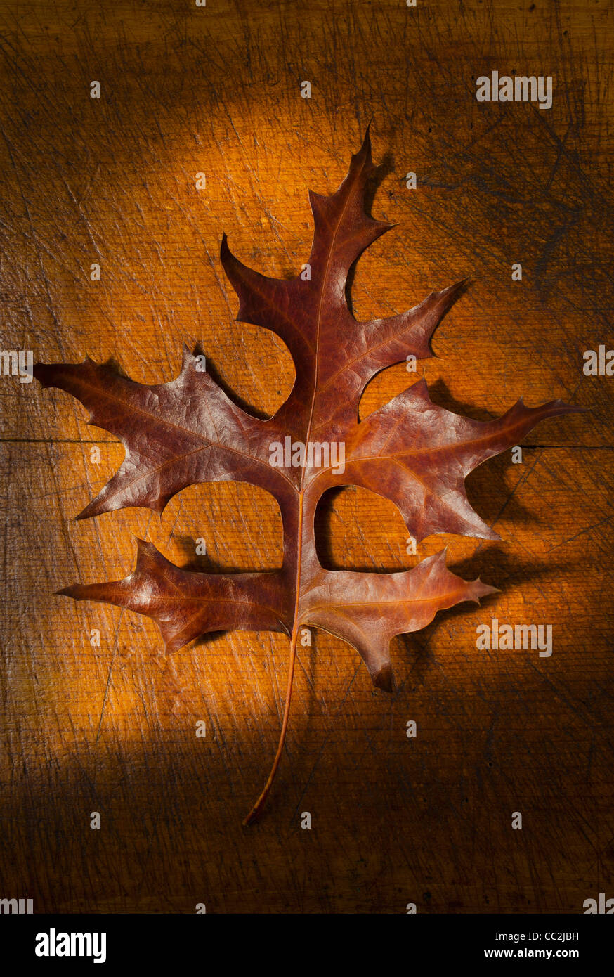 Autumn leaf, studio shot Stock Photo