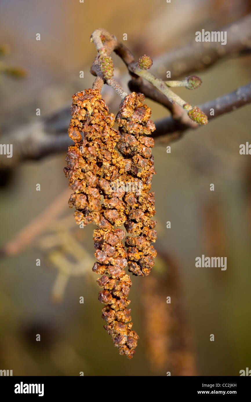 A catkin on a winter's day Stock Photo