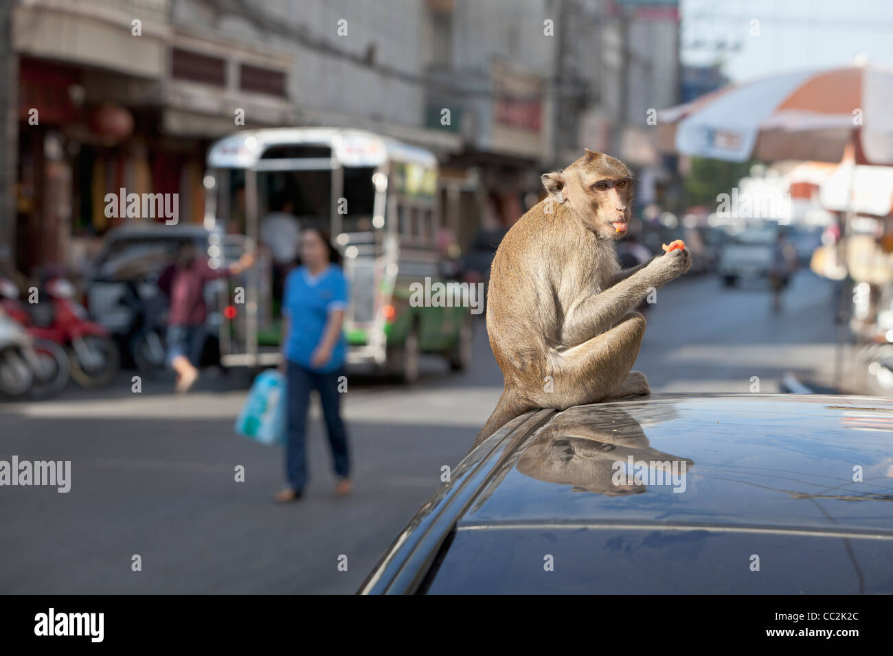 Monkey eating tomatoes donated by locals in the centre of Lopburi, Thailand Stock Photo