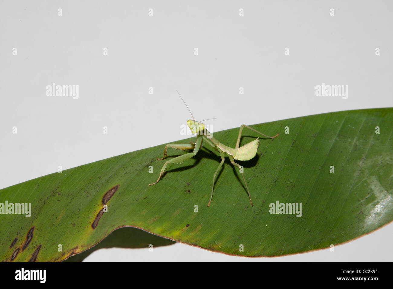 A Praying Mantis (Mantis religiosa) in Indonesia Stock Photo