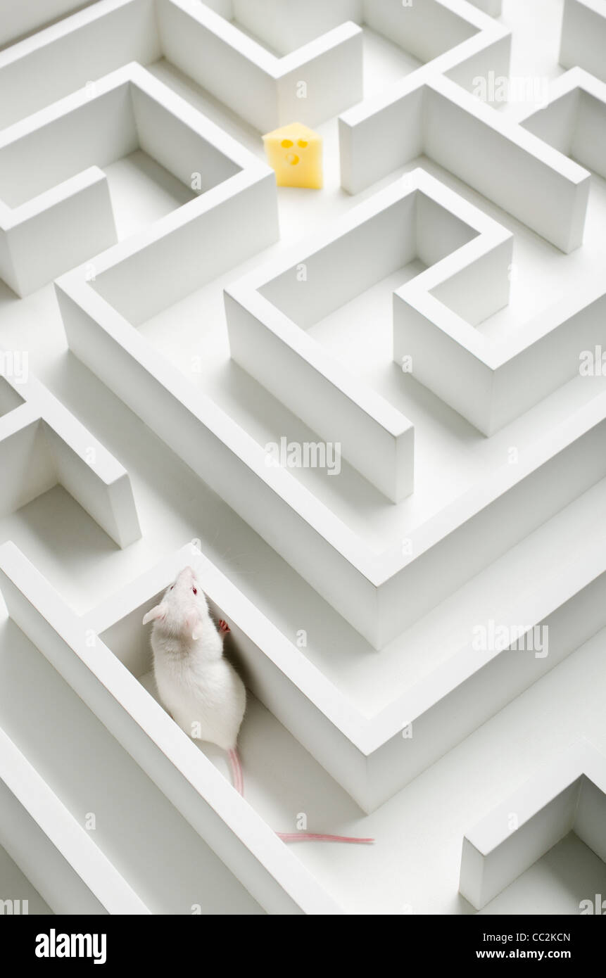 White mouse into labyrinth, studio shot Stock Photo