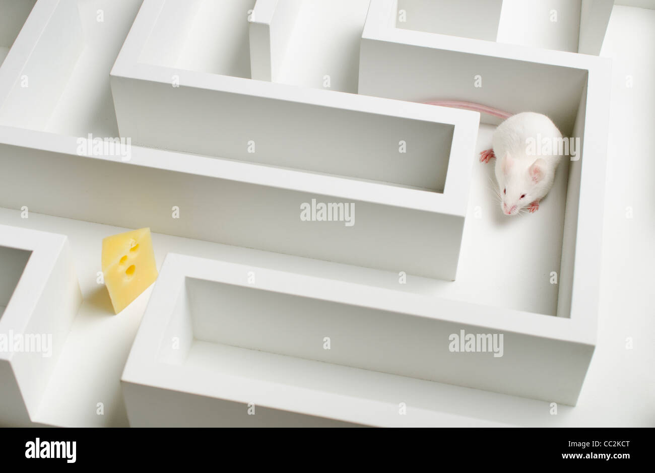 White mouse into labyrinth, studio shot Stock Photo