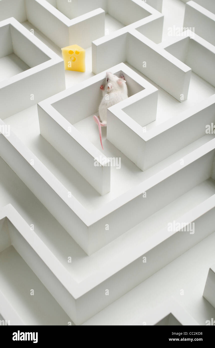 White mouse into labyrinth, studio shot Stock Photo