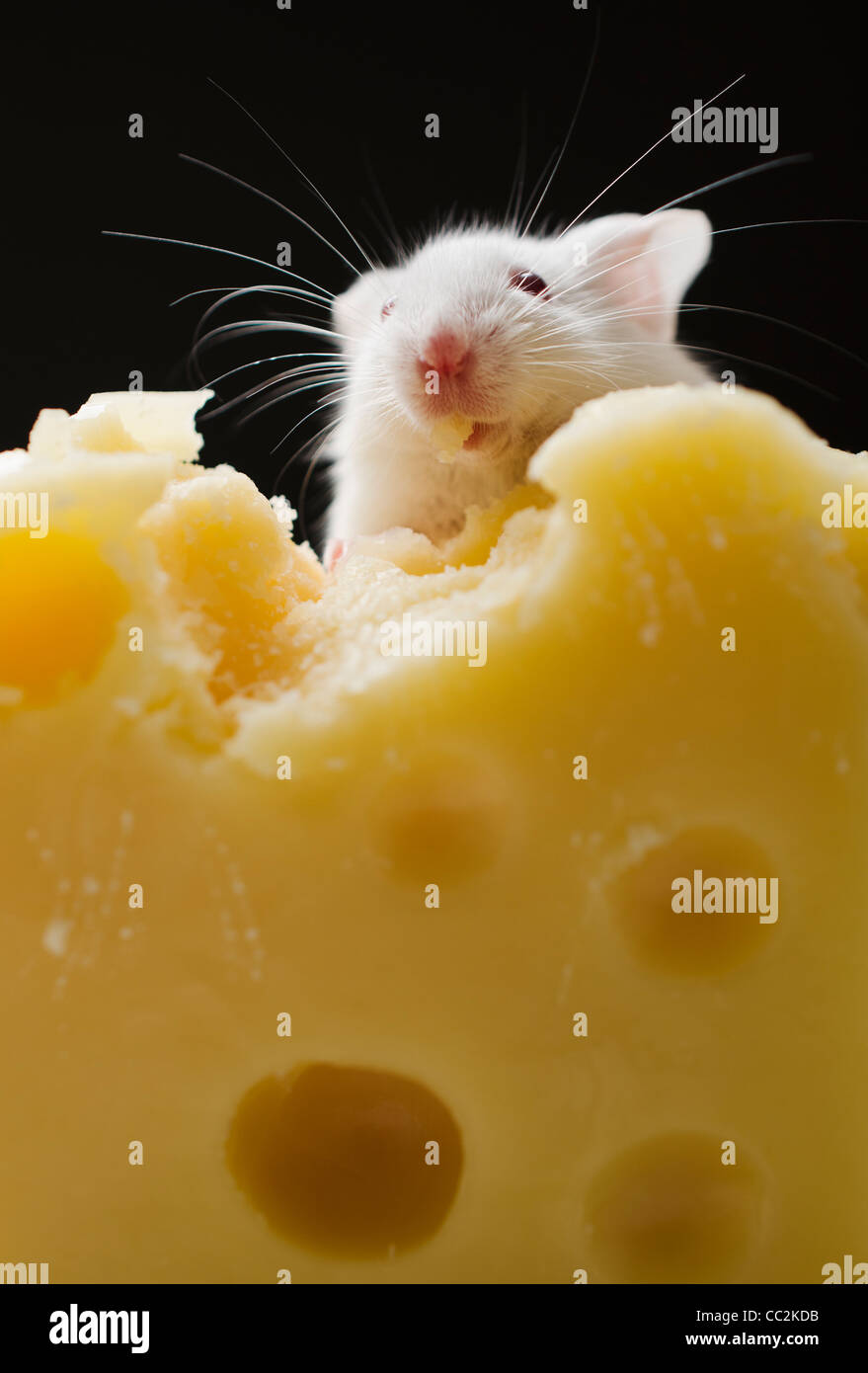 White mouse eating cheese, studio shot Stock Photo