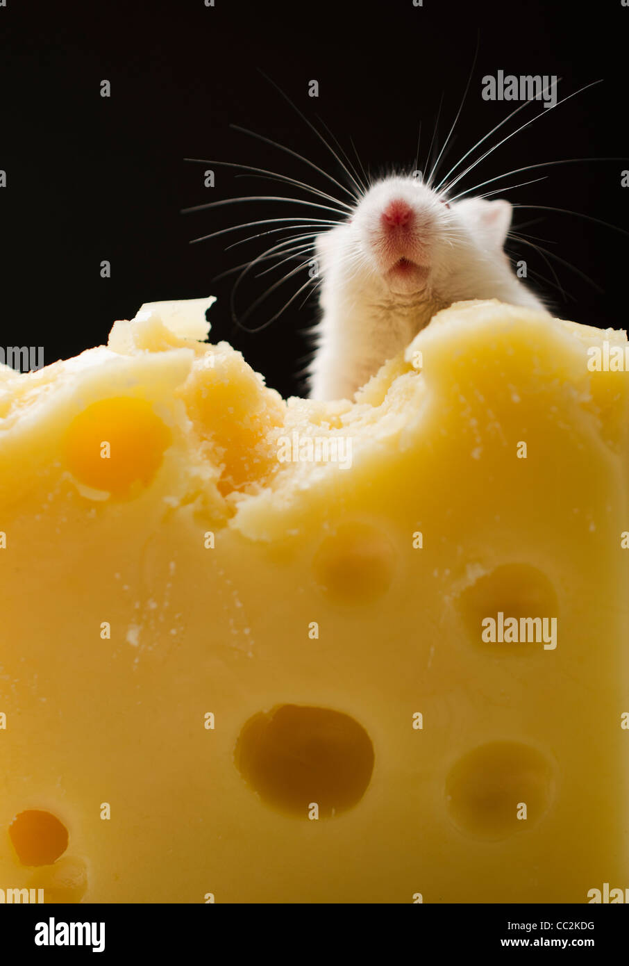 Mouse eating cheese hires stock photography and images Alamy