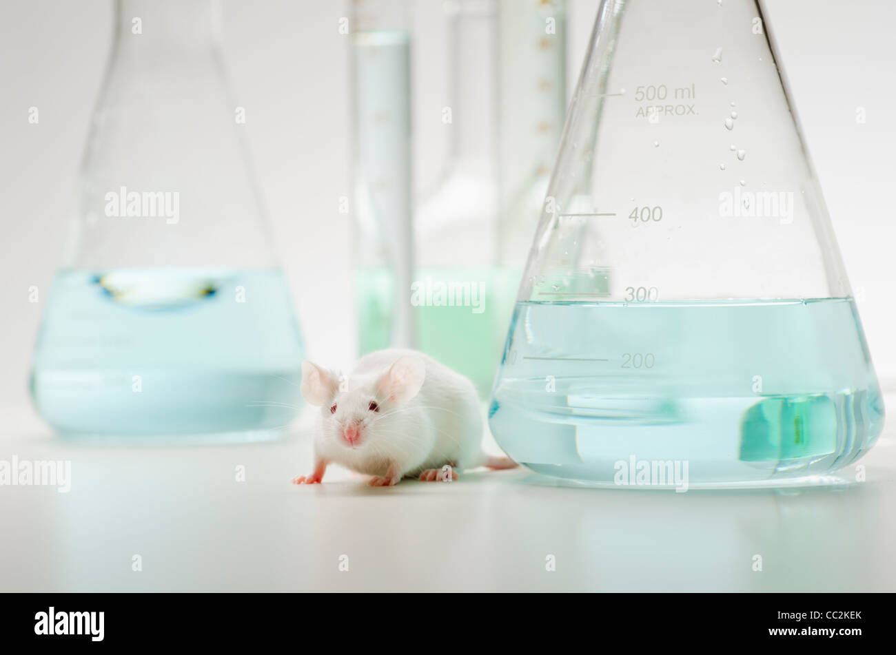 Laboratory mouse in front of laboratory glassware, studio shot Stock