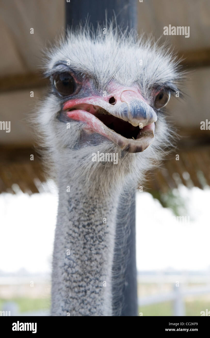 An ostrich in Oudtshoorn, South Africa Stock Photo