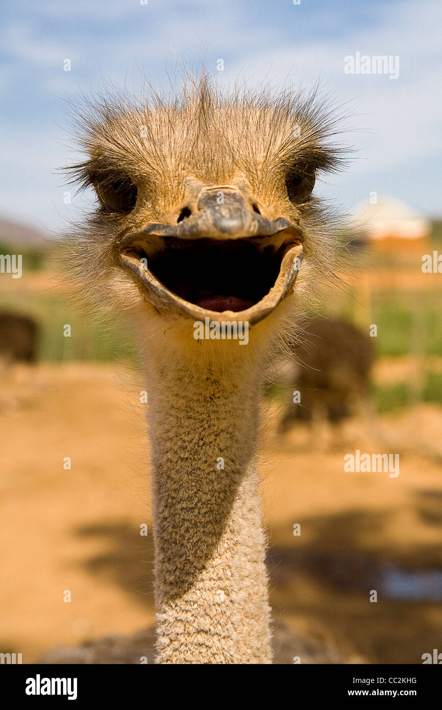 An ostrich in Oudtshoorn, South Africa Stock Photo