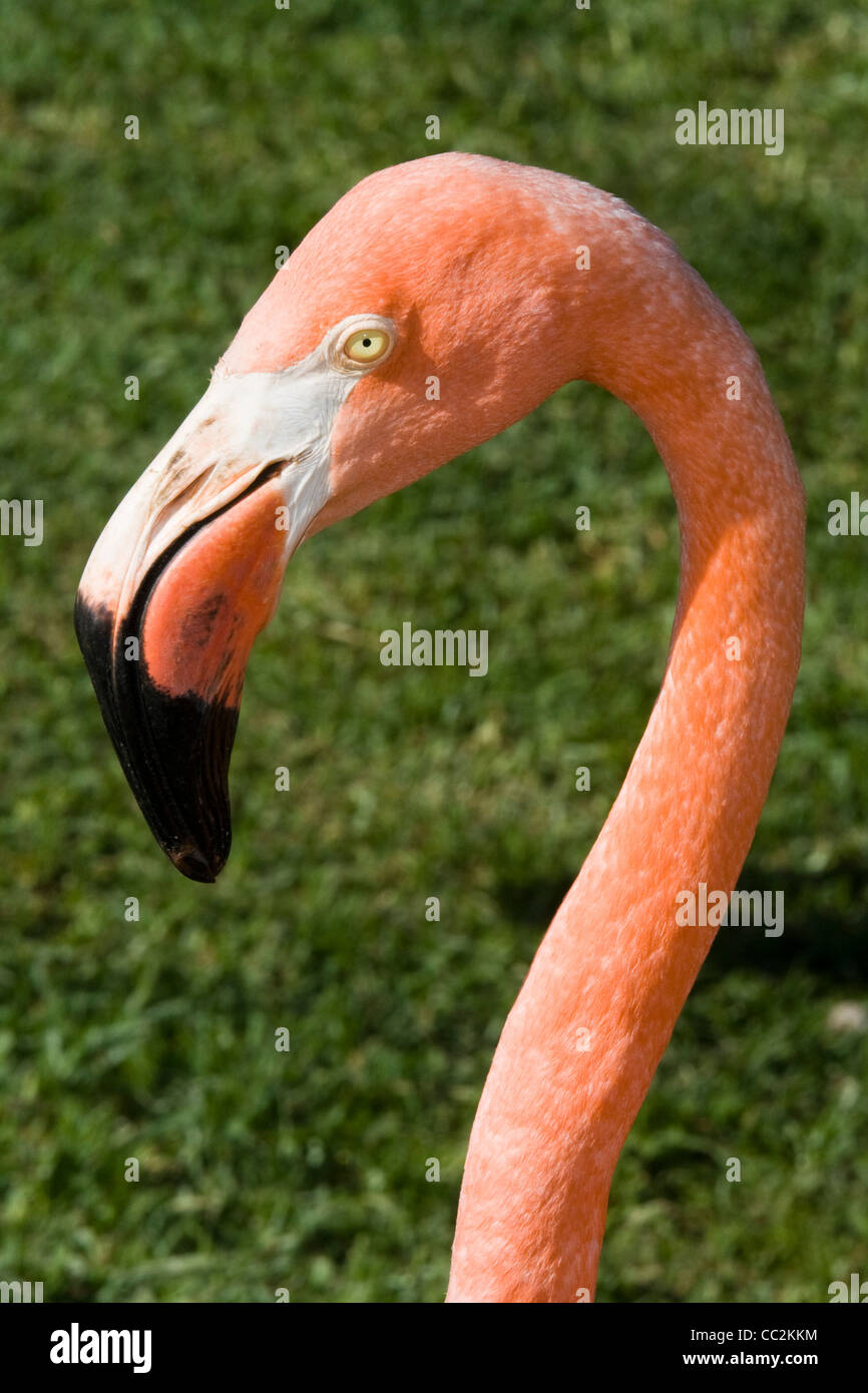 Flamingos or flamingoes Stock Photo