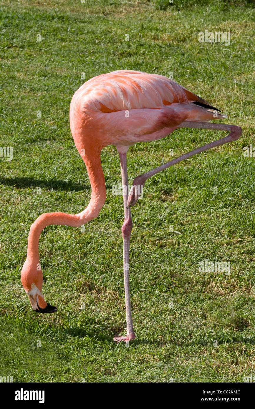 Flamingos or flamingoes Stock Photo
