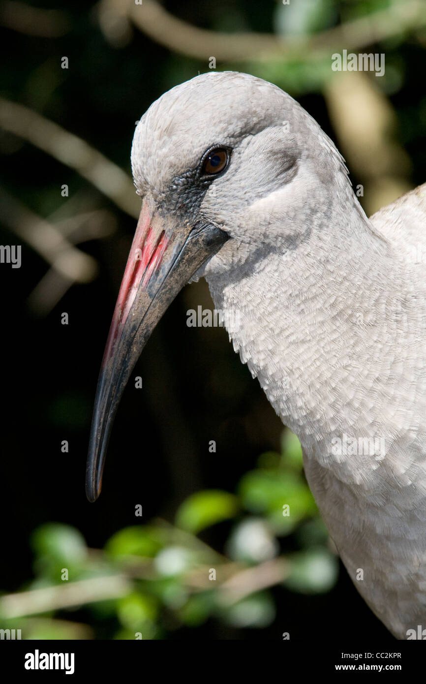 A grey bird with a long beak. Stock Photo