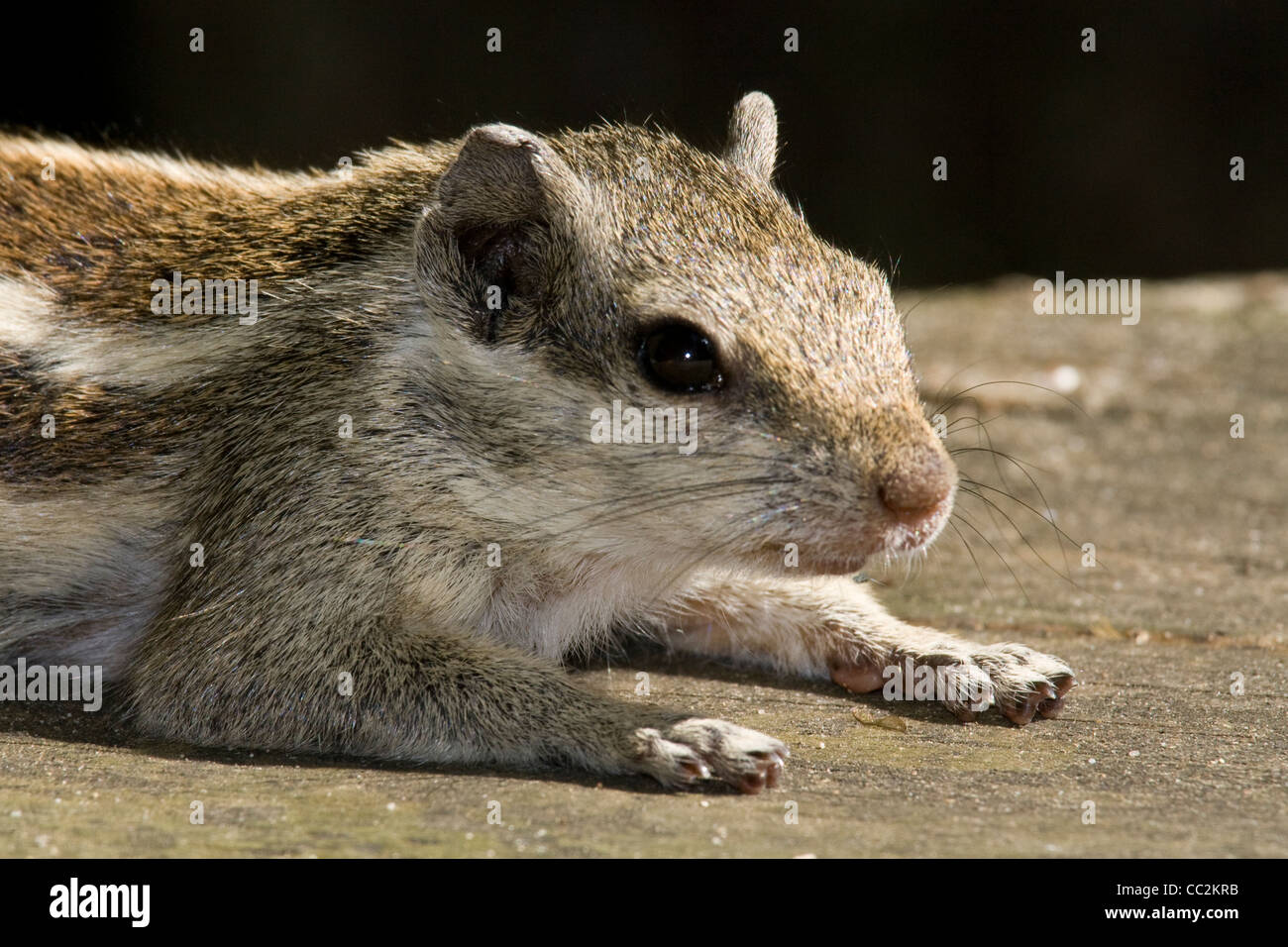 The word squirrel hi-res stock photography and images - Alamy
