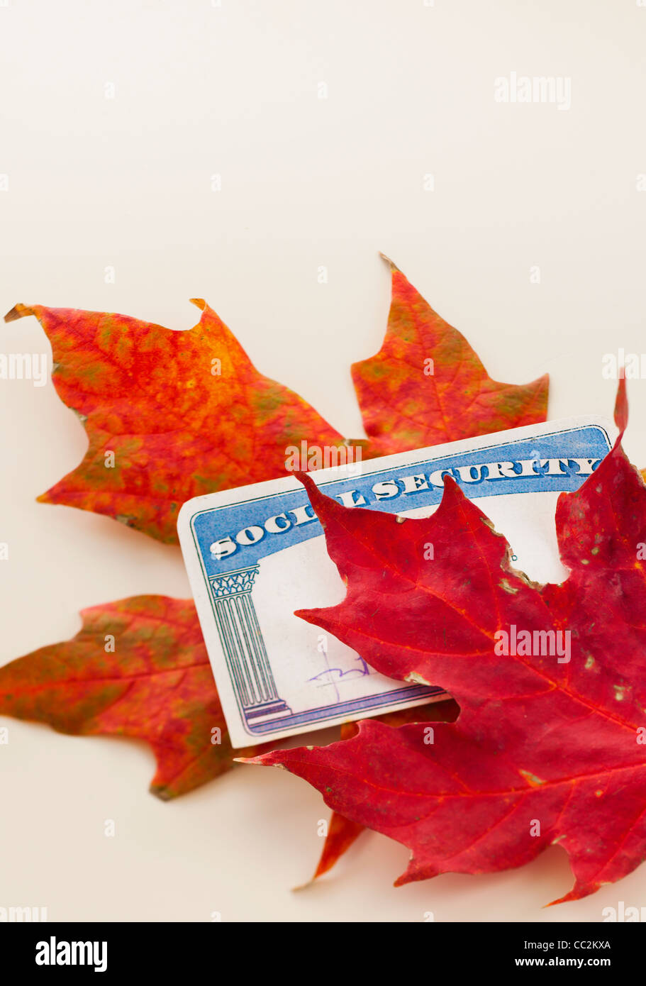 Social security card and autumn leaves, studio shot Stock Photo