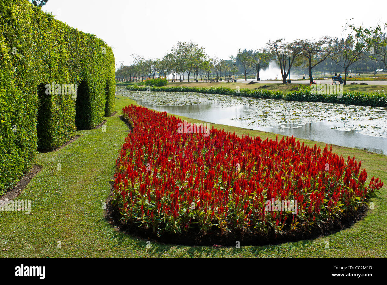 Red flowers in trees hi-res stock photography and images - Alamy