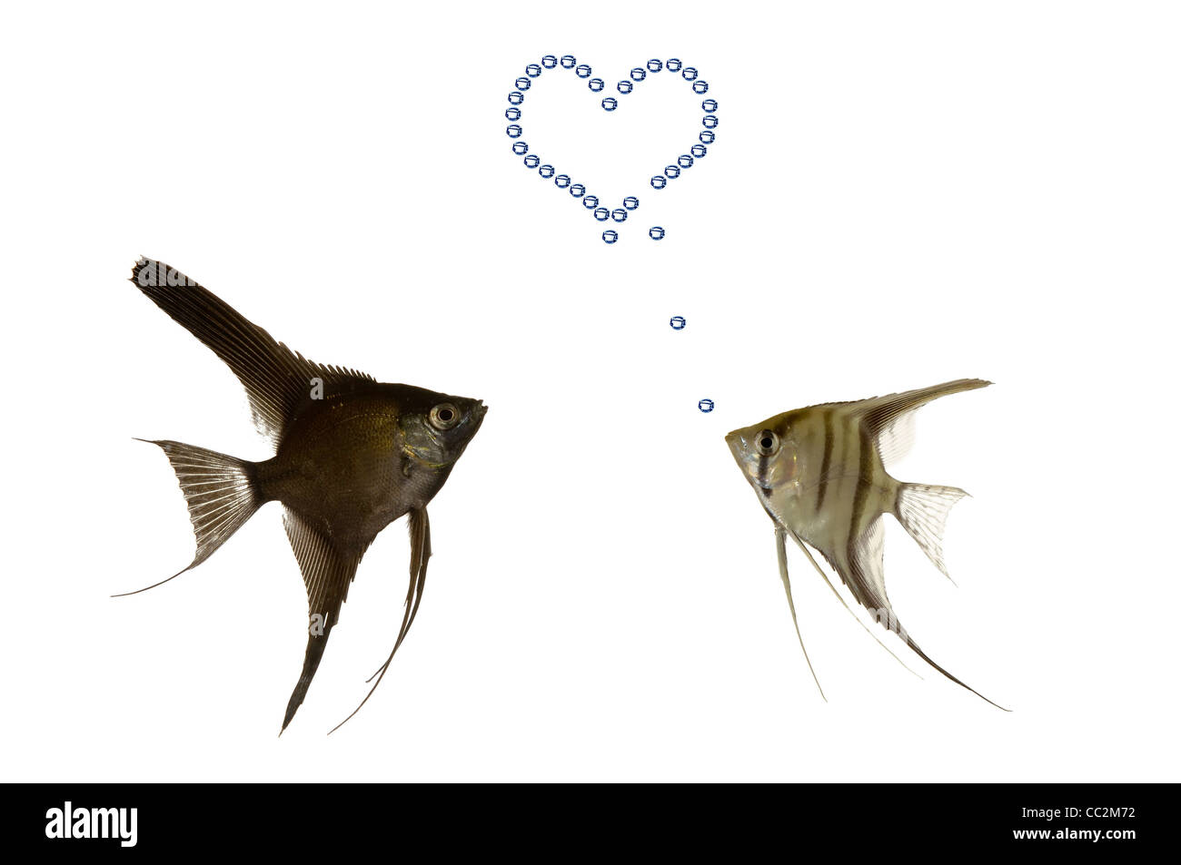 Two fish in love. One fish is making a hart with airbubbles. Stock Photo