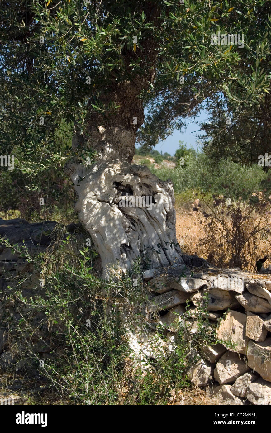 Gnarled ancient olive tree growing in stone wall in Crete Stock Photo