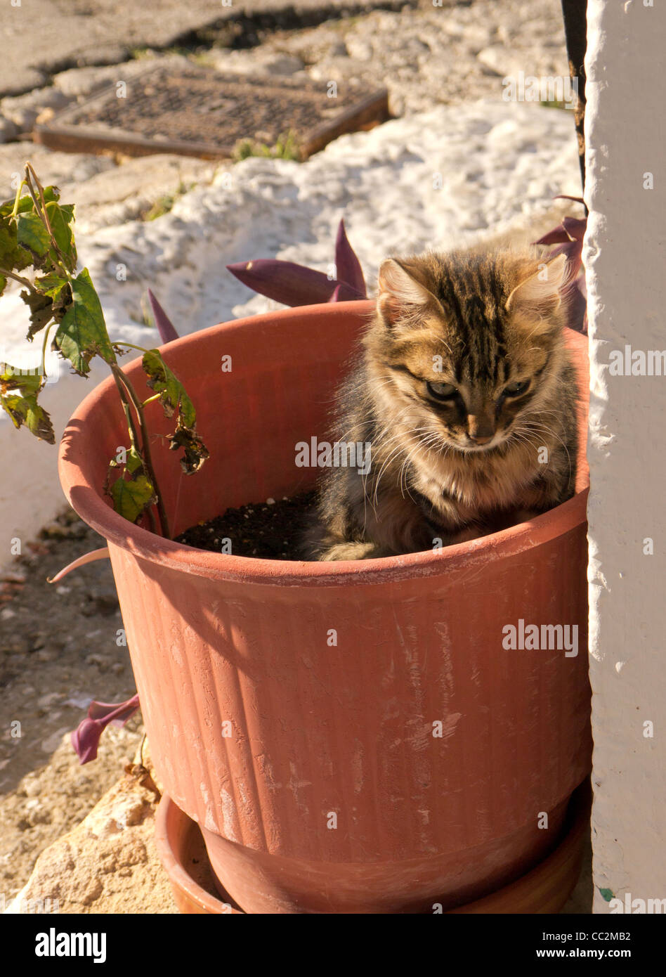 Feral kitten taking refuge in flowerpot Stock Photo
