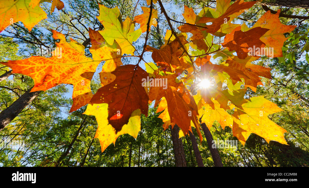 USA, Georgia, Stone Mountain, Autumn leaves Stock Photo