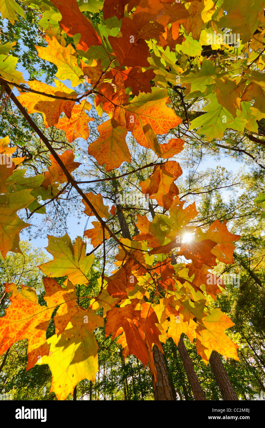USA, Georgia, Stone Mountain, Autumn leaves Stock Photo