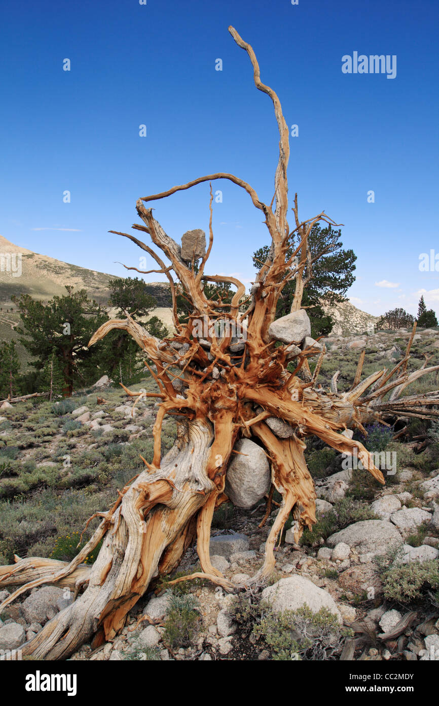old exposed roots with rocks from a tree that was uprooted in the mountains Stock Photo