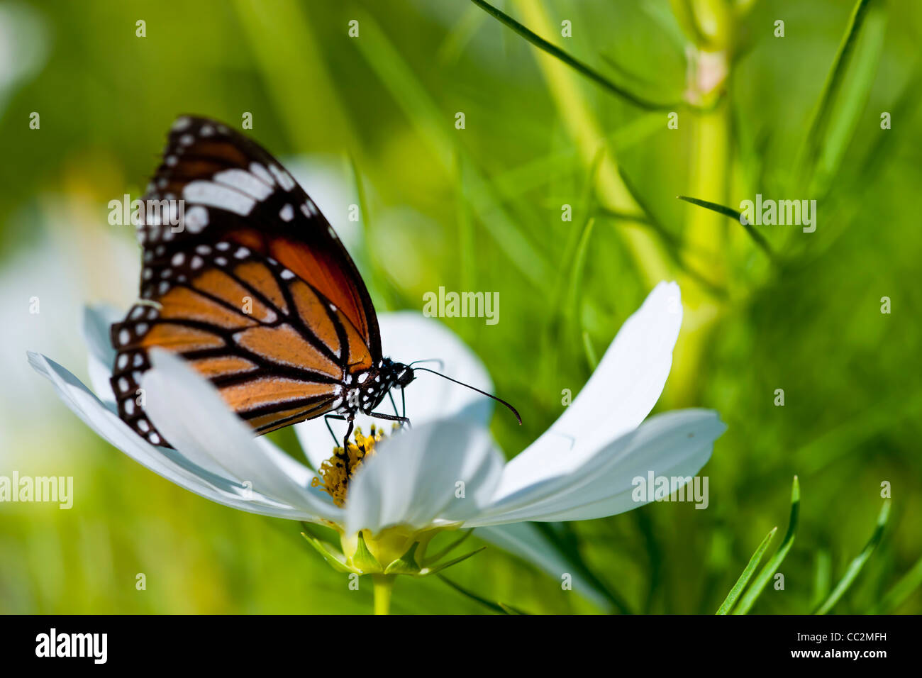Monarch butterfly resting on a white flower Stock Photo