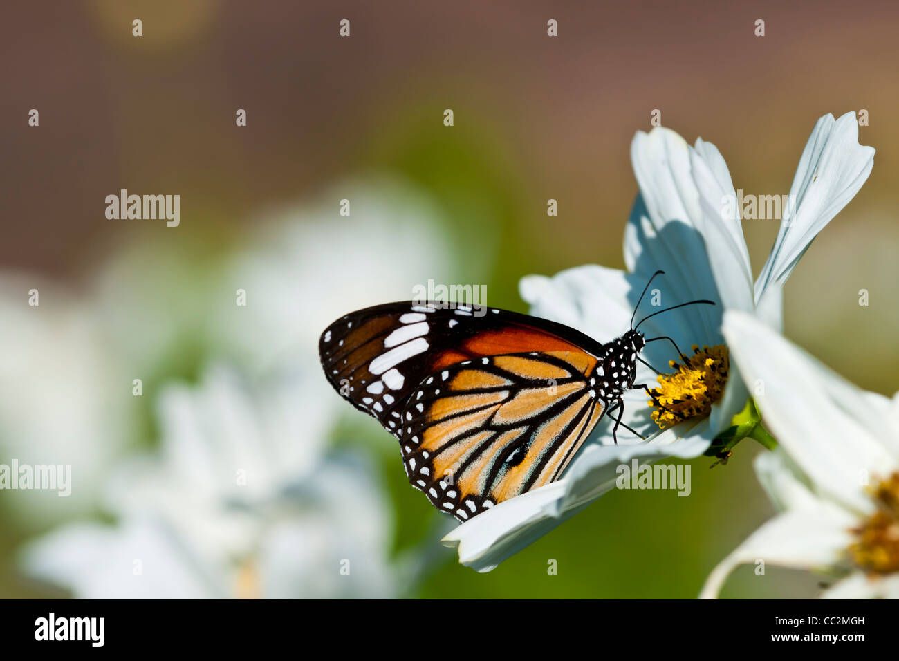 Monarch butterfly resting on a white flower Stock Photo - Alamy