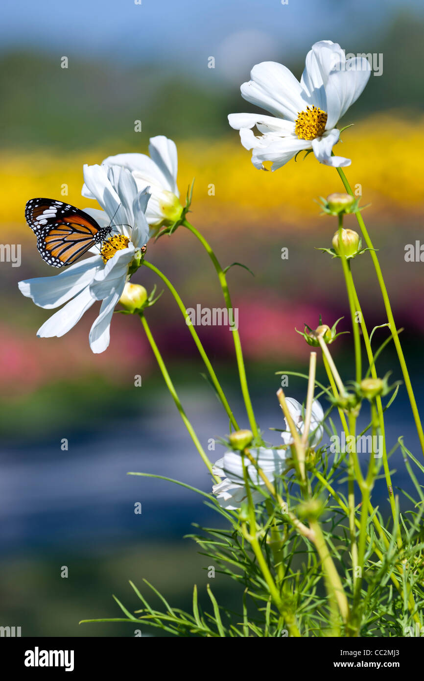 Monarch butterfly resting on a white flower Stock Photo