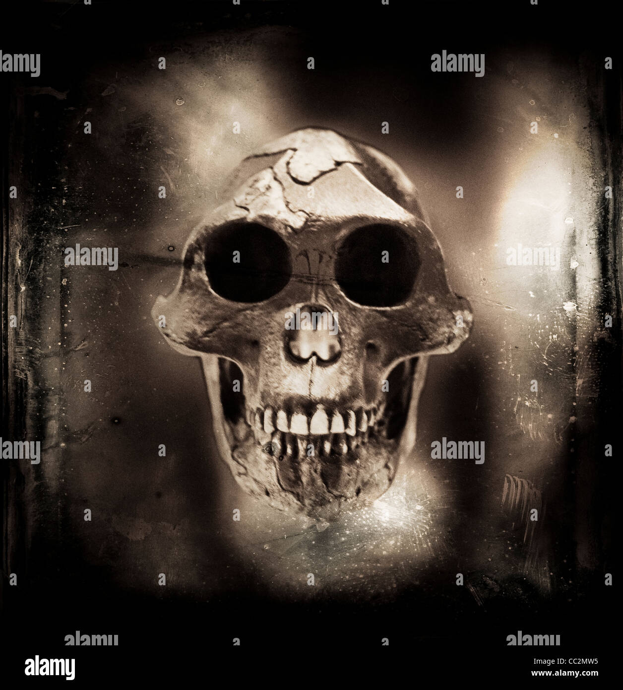 Prehistoric skull of early human ancestry. Australopithecus afarensis. Stock Photo