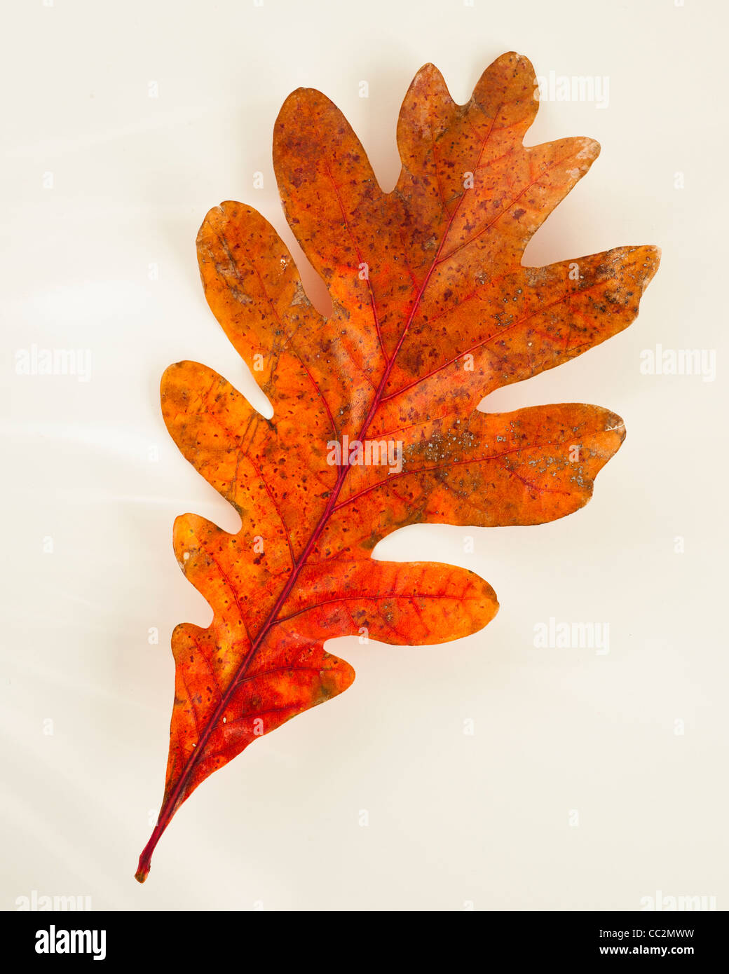 Red oak leaf white background hi-res stock photography and images - Alamy